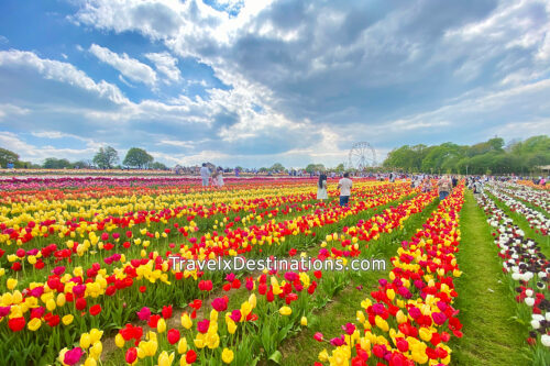 Tulleys Tulip Fest – Crawley, West Sussex